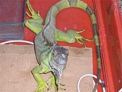 iguana